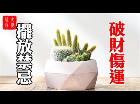 門口可放仙人掌嗎|仙人掌可以放門口嗎？